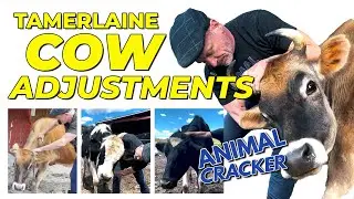 COW CHIRO COMPILATION 🐄 Rescue Cows Meet the ANIMAL CRACKER!