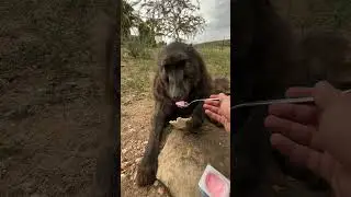Cindy the baboon is so clever 😍 #animals #animallover #rescueanimals #wildlife