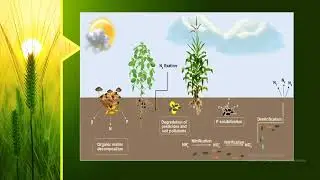 nutrient cycle in agriculture 1