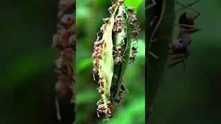 The Living Architects: Weaver Ants' Ingenious Leaf-Building Dance 🐜🍃