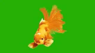 Gold fish 3||Colour fish||Aquarium fish||Best green screen for video editing purpose.