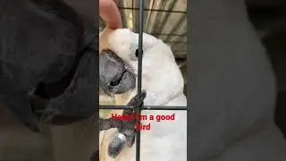 Buster tells sister, hello & im a good bird