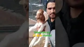 #animals #cuteanimals #viral #sale #viralvideo #shorts #intags #subscribe #viralatalovers