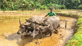 Plowing Fields By Water Buffalo