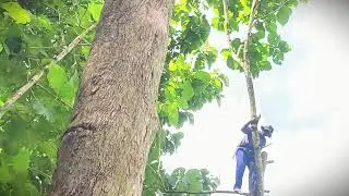 Old School Tree Cutting Technique Without Machines #RuralAgriculture #TraditionalFarming