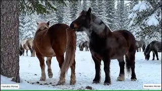 Лошади в заснеженном лесу &mdash; кинематографическая красота.