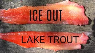Ice Out Lake Trout