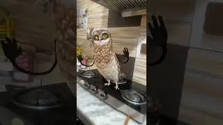 #bome#viral owl dance#shorts #ullu ka dance#funny