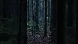 Something Unhuman in the Woods... 👀🎥 #lostevidence #mystery #scary  #discovery #hiddentruth  #horror