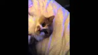 The boring but adorable kitty