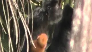 Silver leaf monkeys on yard, featuring ginger baby