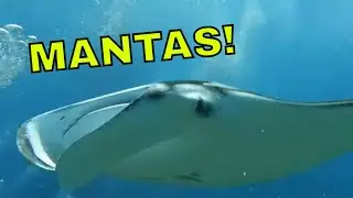 Mantas in Maldives