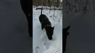 Питбуль Индиана #shorts #dog #pitbull #собака #snow
