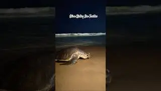 Olive Ridley Sea Turtles by Marina Beach, Chennai #turtles #turtlewatching #beach #marinabeach