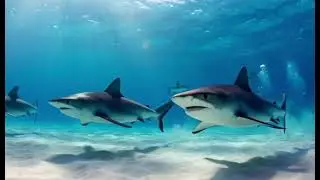 shark eating  meat