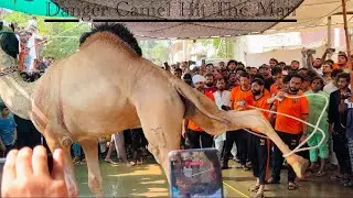 Khatarnak unth ki qurbani | Dangerous Camel hit the man | ￼Qurbani 2025 #yt #ytvideo #qurbani2025