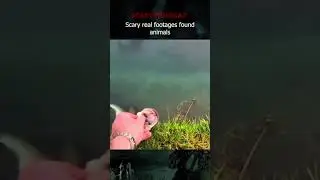 Scary animal videos caught on camera