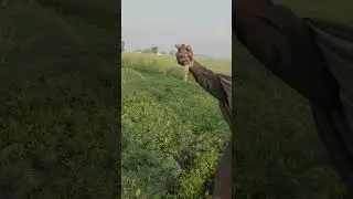 hunting Quail Pakistan 2024 #shorts
