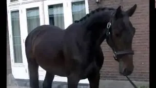 **SOLD TO SPAIN** 2yo VDL Douglas x Veron Colt ~ Moving/standing