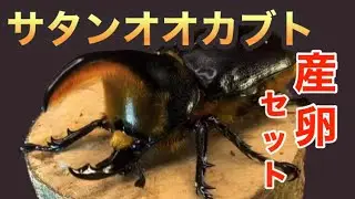 サタンオオカブトの産卵セット【組み方と割り出し】