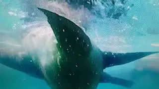 Dolphins      डाल्फिन