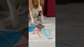 brody ki kite ban gai🤗#shortvideo #beagledog #brody06 #beagle