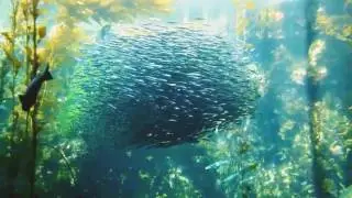 billions fishes make amazing cyclone on the sea - cargo ships billions of dollars - hd doccumentary