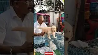 Pet Market Kolkata 😍/lowest price puppy dog/Gallif Street dogs #shorts #viral #dog #dogs #doglover
