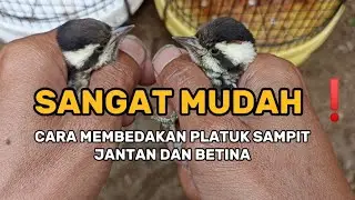 PERBEDAAN PLATUK SAMPIT JANTAN DAN BETINA