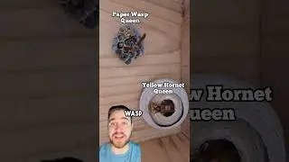 When A Hornet Queen And Wasp Queen Build Too Close&hellip;