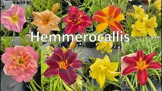 Different varieties of daylilies / Разные сорта лилейников / P&auml;evaliiliate sordid