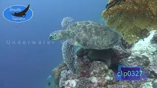 0327_Green Sea Turtle swimming. 4K Underwater Royalty Free stock Footage