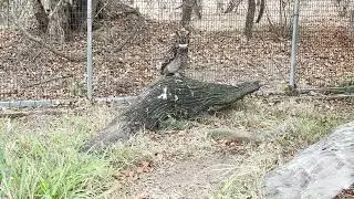 Spotted Eagle Owl Maverick shows us how he eats his food