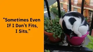 50 Nonsensical Animal Pics That Raise More Questions Than They Answer - Funny animal