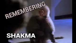 Remembering: Shakma (1990)