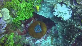 Western Shoals 2