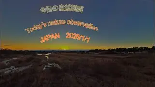 今日の自然観察　Today's nature observation　JAPAN  2026/1/1