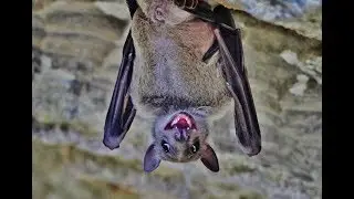 Egyptian fruit bat (Rousettus aegyptiacus)   &Sigma;&pi;&eta;&lambda;&alpha;&iota;&omicron;&phi;ά&rho;&alpha;&gamma;&gamma;&omicron;  &tau;&eta;&sigmaf; &sigma;&kappa;&omicron;&tau;&epsilon;&iota;&nu;ή&sigmaf;   - Cyprus