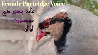 Pakistani National Bird Chakor Ki Awaz | female Partridge Voice | Mada Chakor Ki Awaz