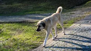 Kangal Dogs: Are They Good for Families with Small Children?