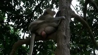 Mr. Charlie is oldest monkey of this groups climbing the High trees quickly