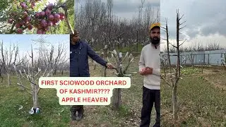 First Scionwood Orchard of Kashmir// Apple Heaven //in collaboration with Sheikh Bilal ????