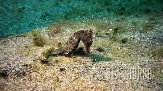 Lembeh strait Diving - Nov 25
