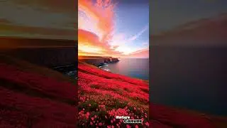 Sunset Flower Vibes 🌸🌅&rdquo;