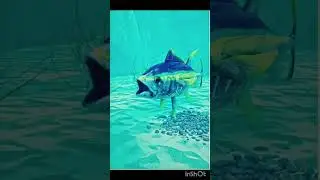 information about fish breathing.... this is the best
