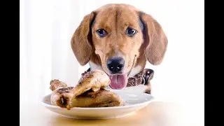 dog eat lamb bone