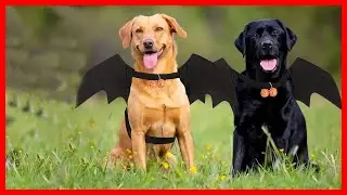 ✅Top 5 Best Dog Costumes for Halloween 2026