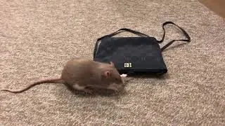 My smart pet rat Bean learning to 