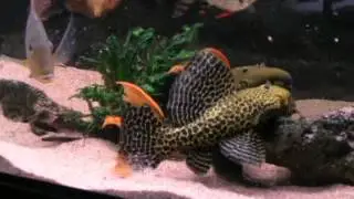 Pseudacanthicus leopardus vs L114