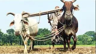 Primitive Way To Farming in Bangladesh Village // Village Agriculture // Traditional Cultivation